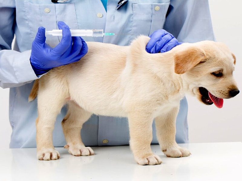 Age-appropriate Vaccination for Dogs